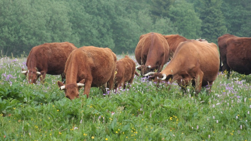 Wandererlebnis: Begegnung mit Harzer Rotem Höhenvieh
