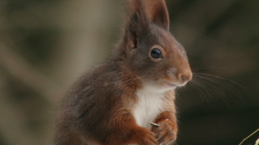 Harzbewohner auf Nahrungssuche