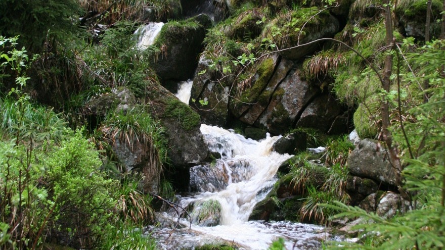 Naturerlebnis bei Wandertouren im Harz